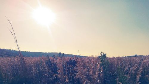 Sun shining through trees on landscape