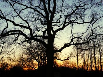 Silhouette bare tree against sky during sunset