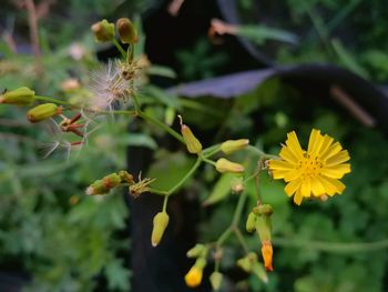 Close-up of yellow flowering plant