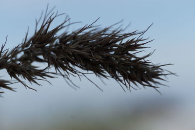 Close-up of plant