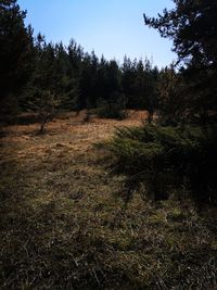 Scenic view of trees growing on field against sky