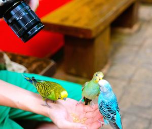 Close-up of parrot perching on hand