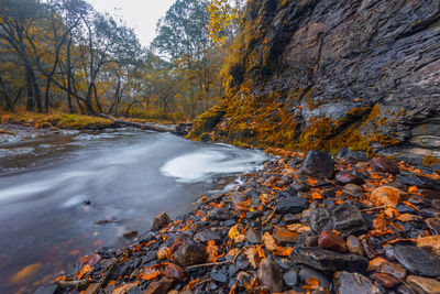 Narrow stream along trees in forest