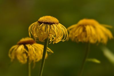 View of yellow flowers