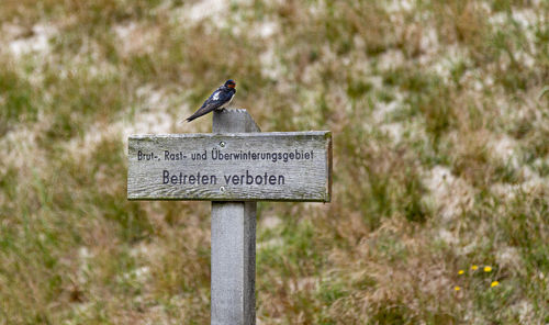 Close-up of bird perching on wooden post