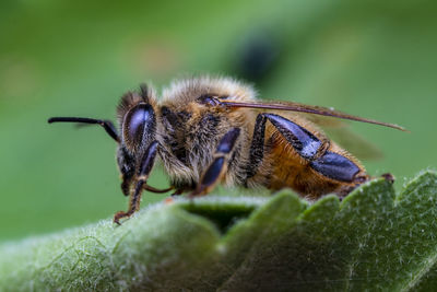 Close-up of an european honey bee resting on a leaf