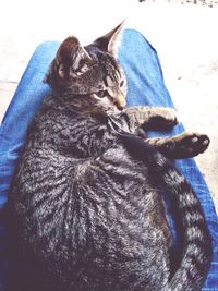 Cat sleeping on tiled floor