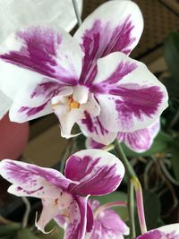 Close-up of pink flowering plant