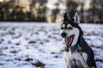 Dog in winter