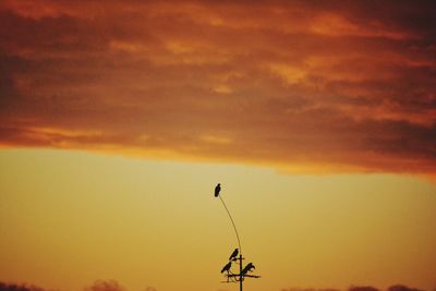 Low angle view of silhouette birds on orange sky