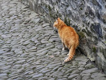 Cat on stone wall