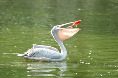 Duck on a lake