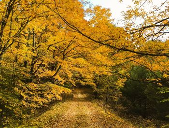 Full frame shot of trees during autumn