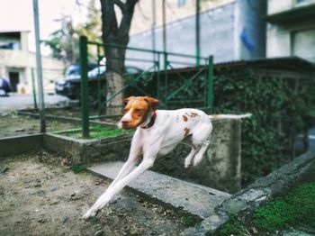 Dog looking at camera