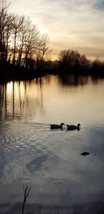 Ducks swimming in lake during sunset