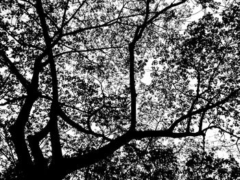 Low angle view of trees against sky