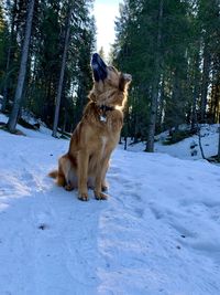 Dog on snow covered field