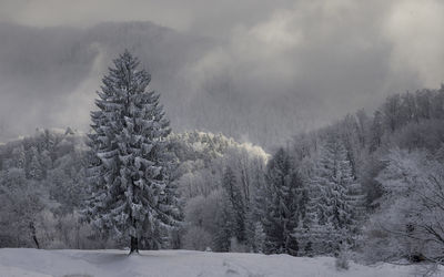 Snow covered pine trees in forest against sky