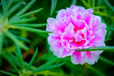 Close-up of pink flower blooming outdoors