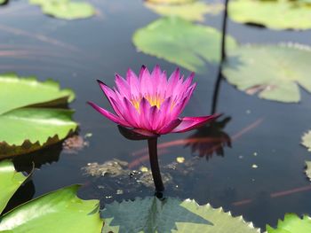Close-up of lotus water lily in pond
