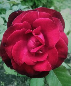 Close-up of red rose blooming outdoors