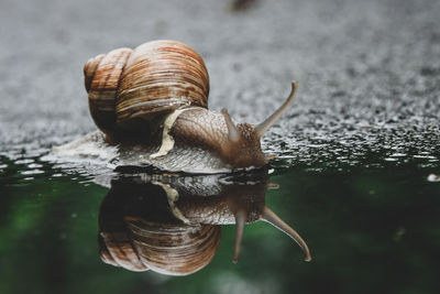 Close-up of snail on water