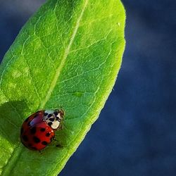 Close-up of ladybug on leaf