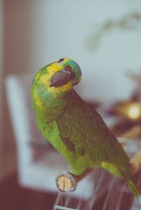 Close-up of parrot perching on branch