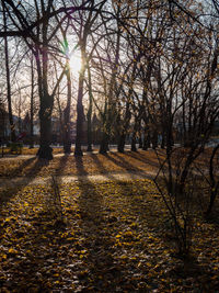 Trees on landscape during autumn