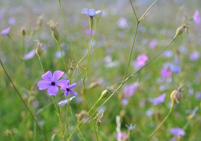 Close-up of purple flowers