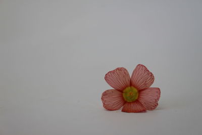 Close-up of flower over white background