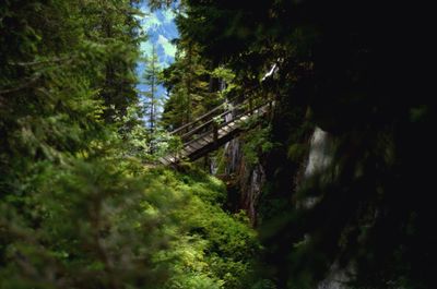 Low angle view of trees in forest