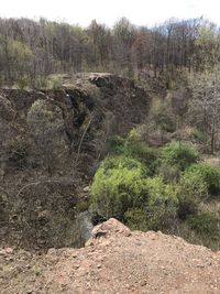 Plants growing on land