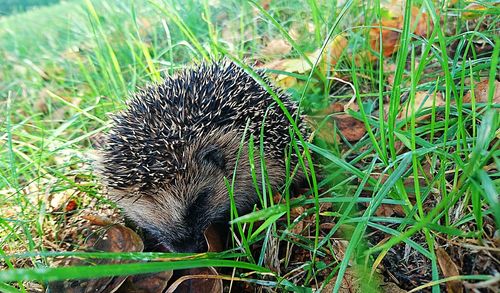 High angle view of an animal on grass