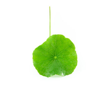 Close-up of green leaf against white background