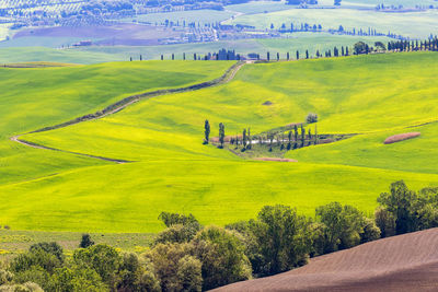 High angle view of agricultural field