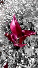 Close-up of pink flower