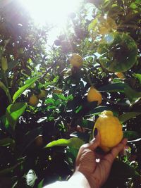 Close-up of hand holding apple against tree