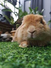 Close-up of a rabbit on field