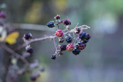 Close-up of berries growing on tree