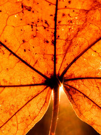 Low angle view of orange leaf on tree during autumn