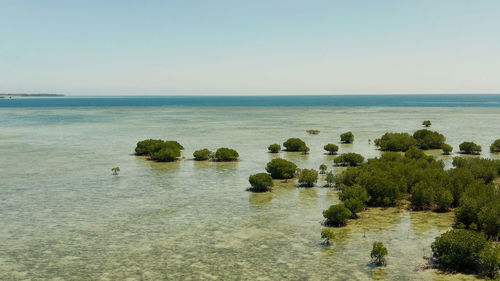 Mangrove trees on coral reef surrounded by sea blue water, top view. mangrove landscape, philippines