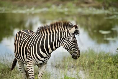 animal