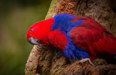 Close-up of colourful parrot perching on branch