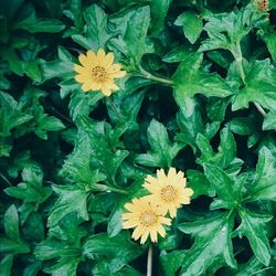 Close-up of yellow flowers blooming outdoors