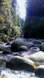 River amidst trees in forest