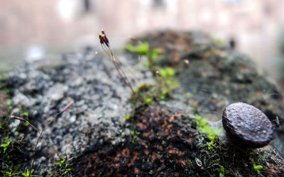 Close-up of crab on rock
