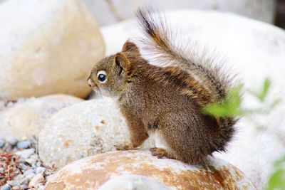 Close-up of squirrel