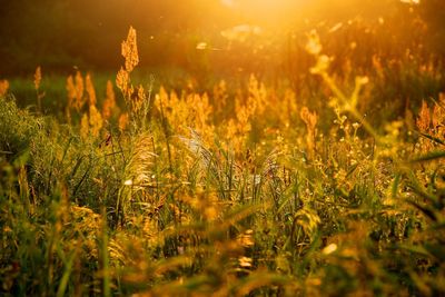 Close-up of yellow plants on field during sunset