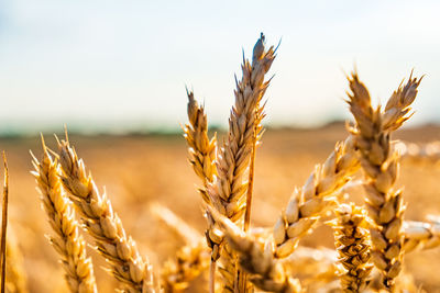 Close-up of wheat growing on field against sky